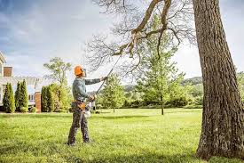 Best Palm Tree Trimming  in Boise City, OK