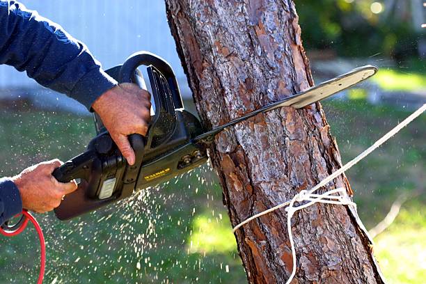 How Our Tree Care Process Works  in  Boise City, OK