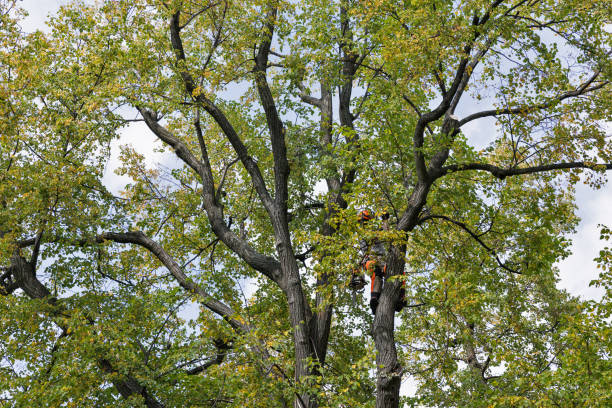 Best Commercial Tree Services  in Boise City, OK